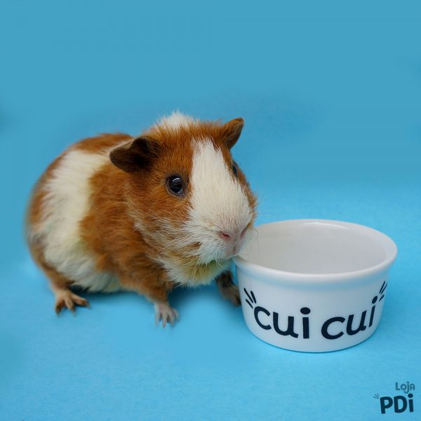 Comedouro de Porcelana para Porquinhos da Índia