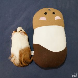 Almofada de Porquinho da Índia Exclusiva