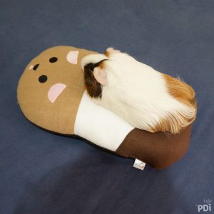 Almofada de Porquinho da Índia Exclusiva