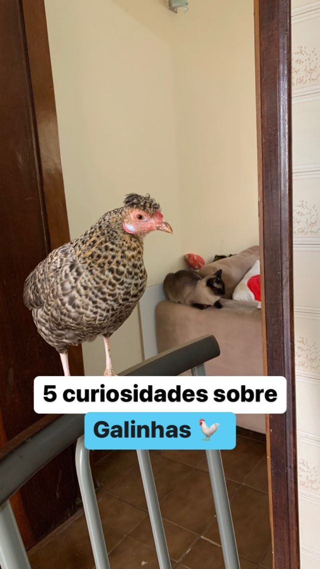 Galinha é a ave mais domesticada do mundo!! Você teria uma de estimação? 💙 Assista até o final e comenta aqui 🐓