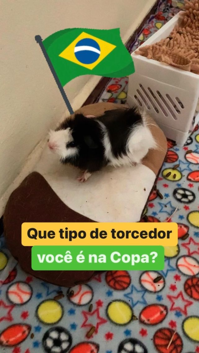 Eu sou a torce e vibra mas não entende nada 🤣🇧🇷