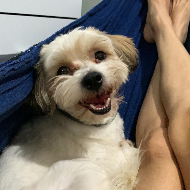 Não prefiro gato, cachorro, porquinho da índia ou galinha. Cada um aqui demonstra carinho e é importante pra mim de uma forma diferente 💙

🐶 Pastelzinho por exemplo, é o mais companheiro porque tá sempre grudado e com ciúmes. E isso me ajuda demais nos dias que não tô bem…

Você (e deve) gostar de animais de estimação diferentes de jeitos diferentes e tá tudo bem 💙