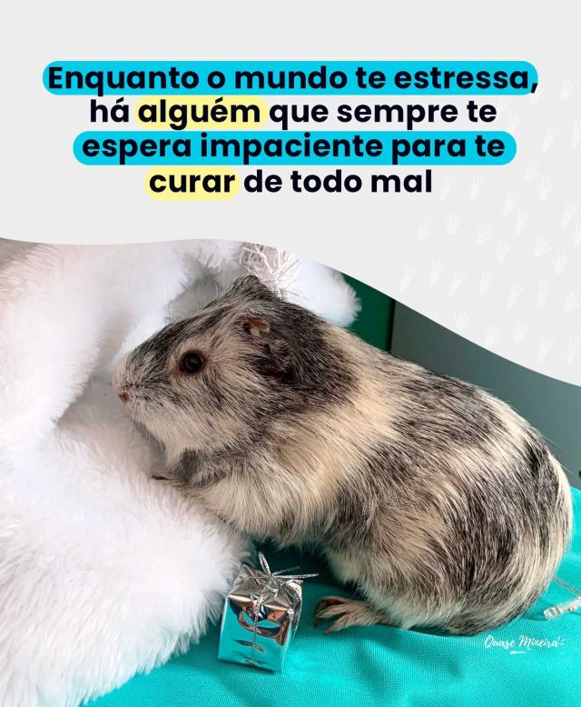 Quando não to bem (e vocês sabem que minha saúde não anda tão legal), nada me deixa mais feliz do que estar rodeada desse carinho que os pets transmitem 🐾 💙

Gostou!? Curte, salve e compartilhe com um amigo 💙💙
