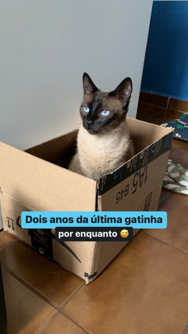 Dois anos morando junto com Marcel. Dois anos de Piracicaba. Dois anos de casa nova = gato novo 😅

Avelã foi resgatada com 60 dias e parecia um pacotinho de tão pequena. Não alcançava a caixa de areia e a gente tinha que revezar de madrugada quem ia levantar e por ela lá dentro 🤣

E ela sempre amou o Chantilly mais que todos os outros bichos, desde que chegou ela grudou nele e nunca mais largou. E ela ama mais o Marcel, onde ele vai ela vai atrás 🥹💙