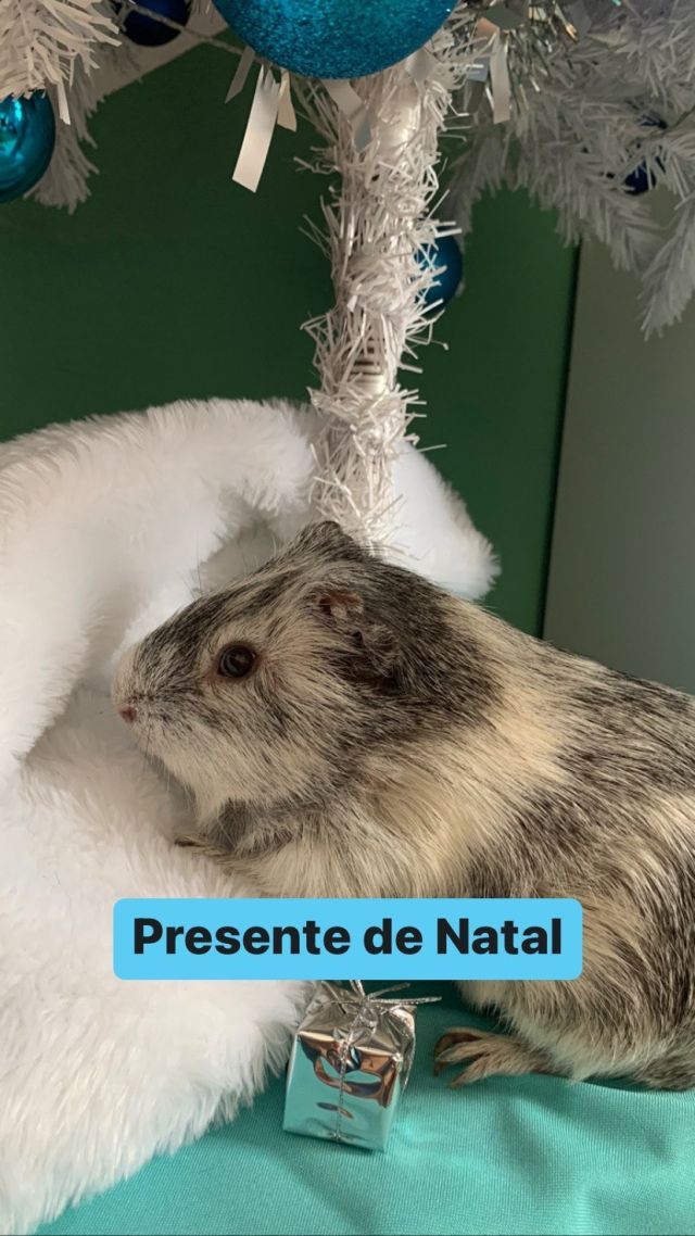 ✨Vida não é brinquedo, animal não é presente!✨

Assim, como não se dá um bebê para alguém, também não se deve dar um animal de presente. Cuidar de um animal deve ser decisão da pessoa ou da família (no caso de uma criança), porque implica em responsabilidades prolongadas, além de gastos financeiros.

✨ Pais, antes de dar um porquinho da índia de presente para sua criança, pesquisa certinho como cuidar porque não são animais convencionais e dão muito trabalho 🙏🏻🙏🏻