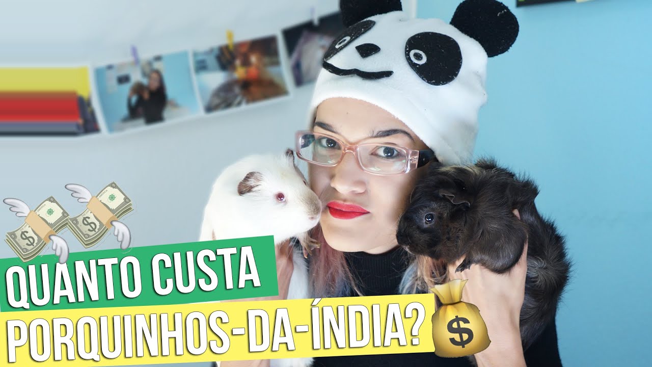 Quanto custa porquinhos da índia?