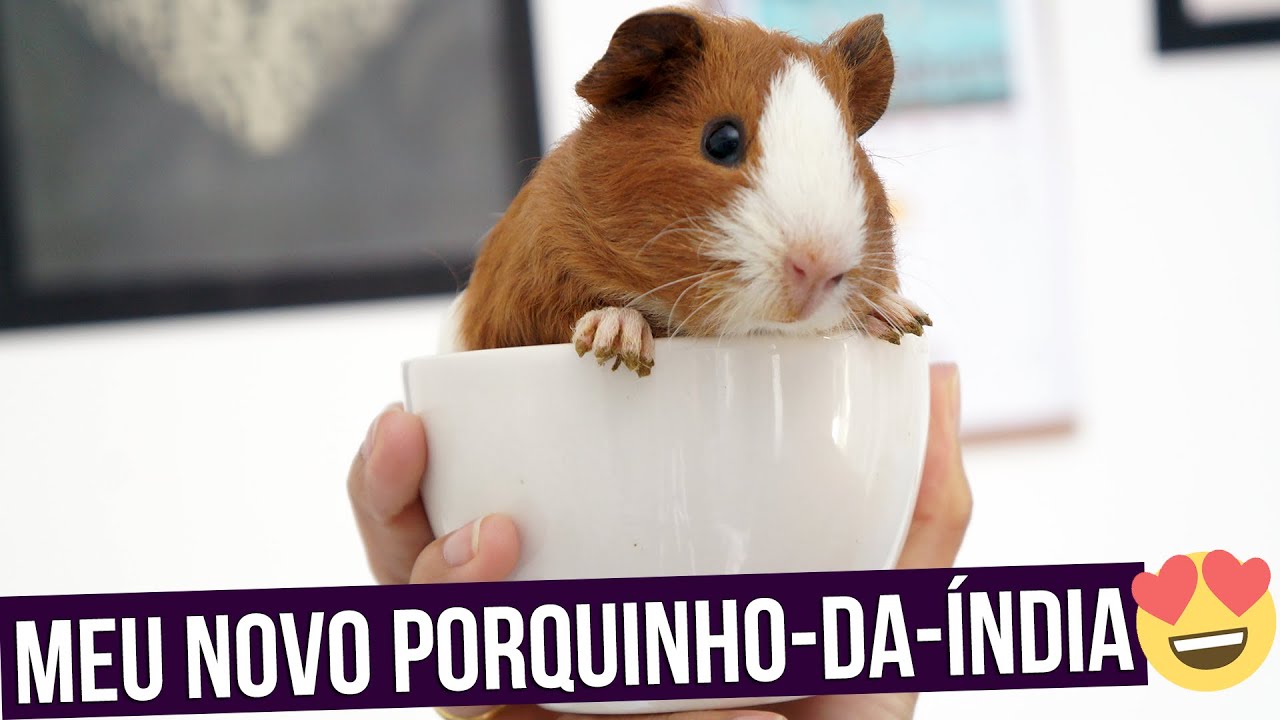Quantos porquinhos da índia eu tenho?
