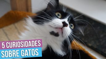 25 curiosidades sobre gatos