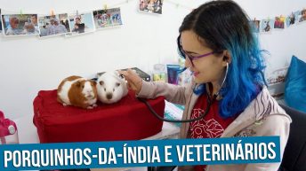 Consulta veterinária de porquinho da índia