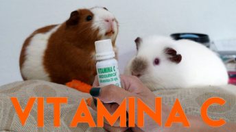 A importância da Vitamina C