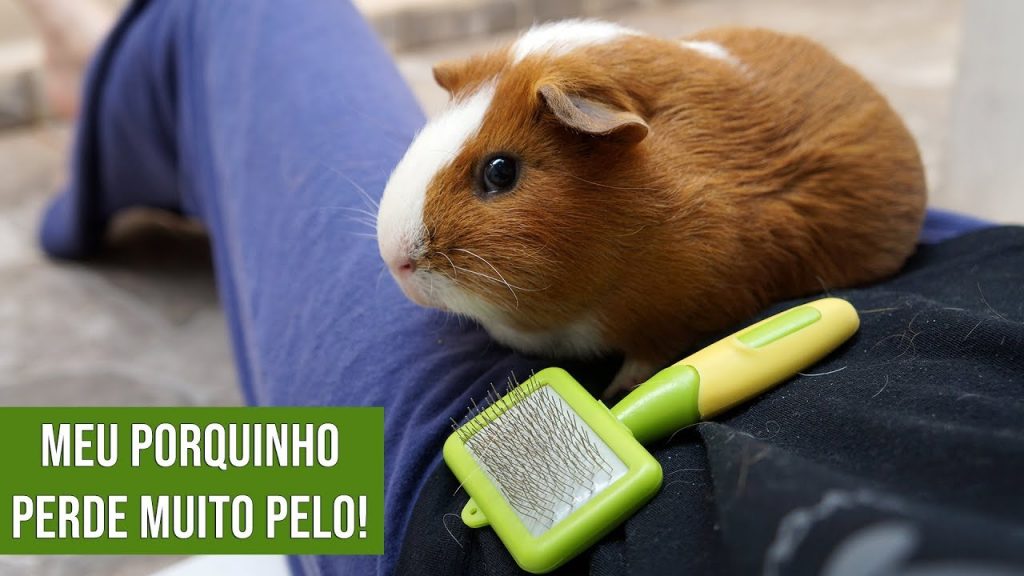 Como cuidar de filhotes de porquinhos da índia? | Pdi QM