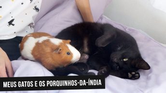 A relação dos gatos e porquinhos da índia