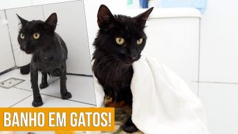 Dicas para dar banho em gatos