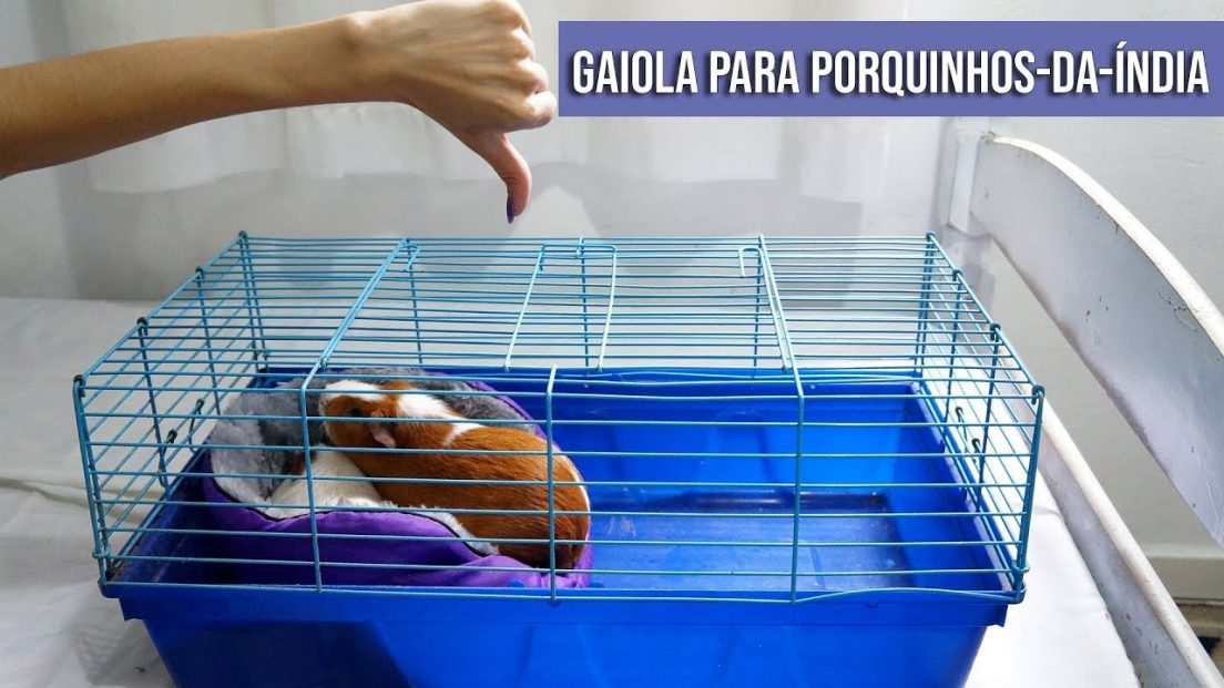 Viveiro externo para porquinhos da índia Porquinhos da índia QM Viveiro externo para porquinhos da índia Porquinhos da índia QM