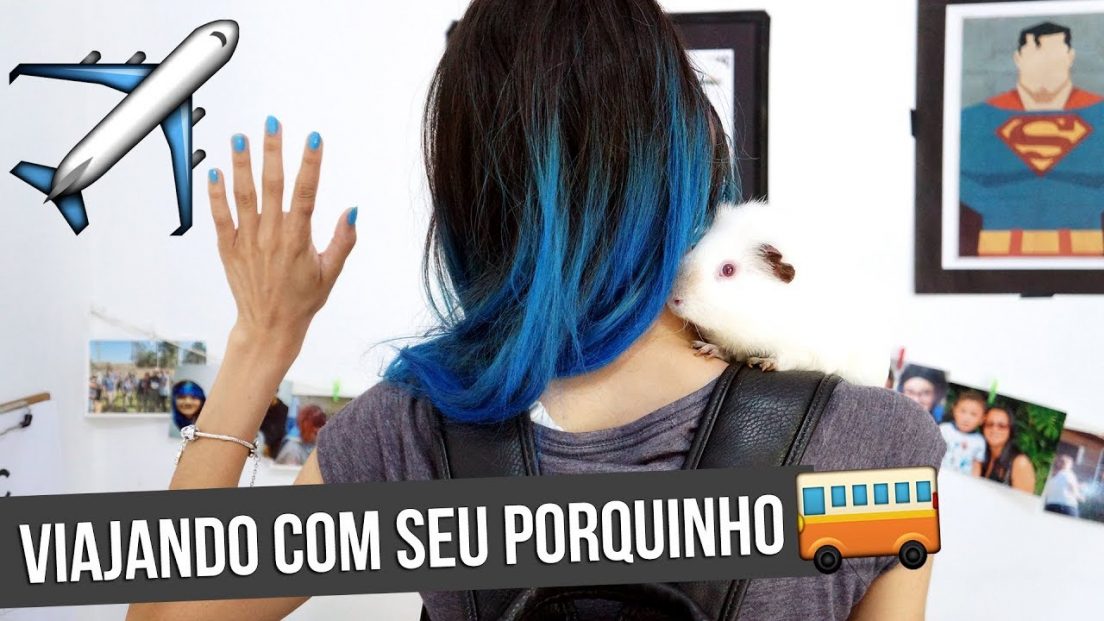 Pode viajar com um porquinho da índia?