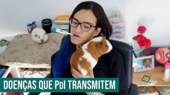 Porquinhos da índia transmitem doenças?