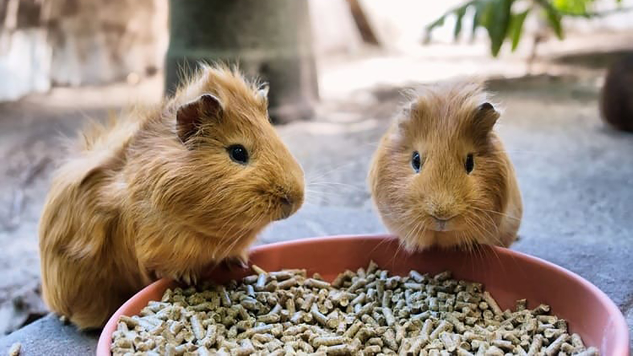 A melhor ração para porquinho da índia