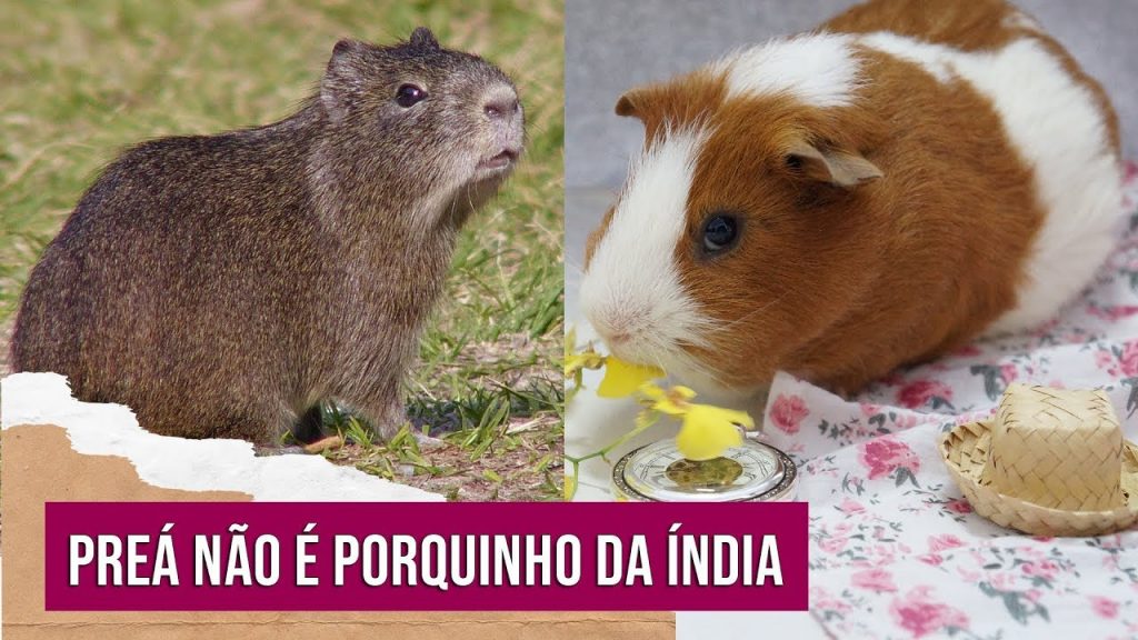 Ideias de nome para porquinhos da índia Pdi QM