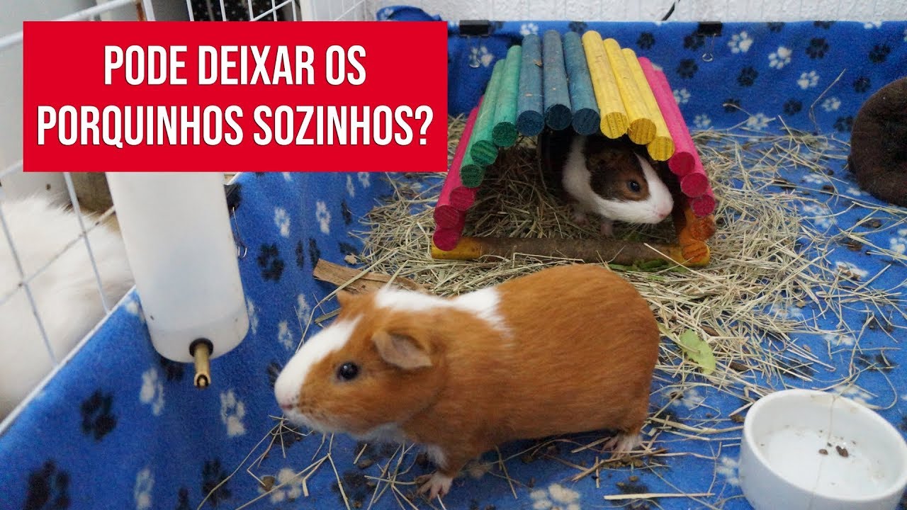 Posso deixar meu porquinho da índia sozinho?