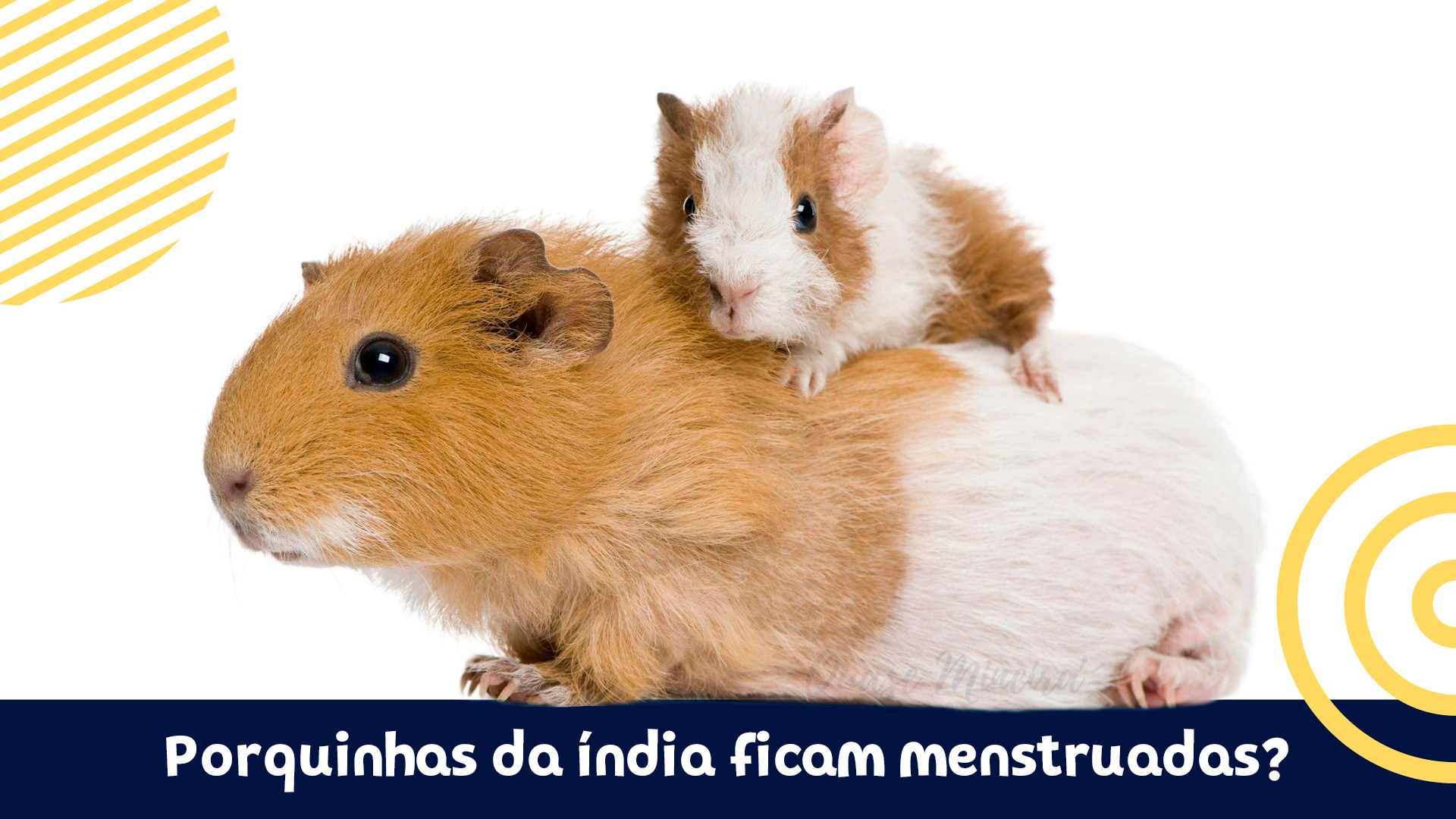 Porquinhas da índia ficam menstruadas?